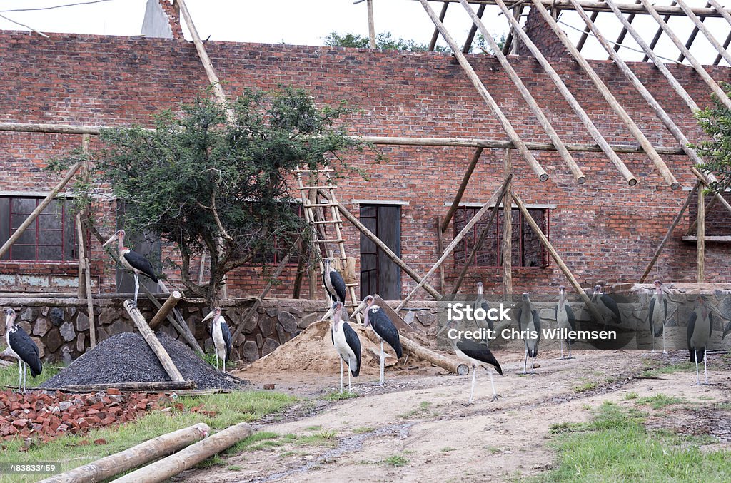 marabou birds at new house under construction marabou birds protect new house under construction Africa Stock Photo