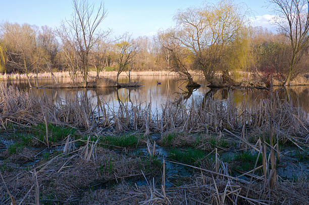 istock Wetlands in Saint Paul Minnesota 483833957