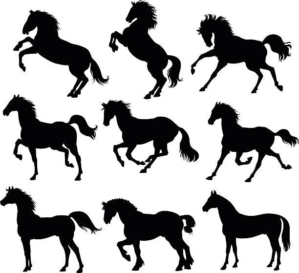 ilustraciones, imágenes clip art, dibujos animados e iconos de stock de siluetas de caballos - stallion