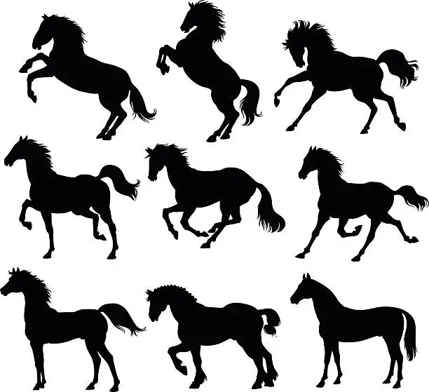 Vector illustration of Horses Silhouettes