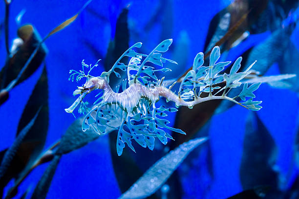 Leafy seadragon The leafy seadragon or Glauert's seadragon, Phycodurus eques, is a marine fish in the family Syngnathidae, which also includes the seahorses. It is the only member of the genus Phycodurus. seadragons photos stock pictures, royalty-free photos & images