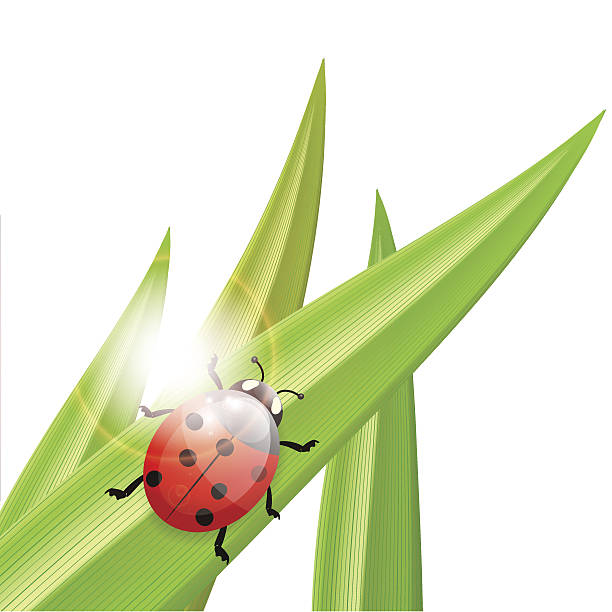 Ladybug on a blade of grass, illustration Ladybug on a blade of grass, illustration, vector, eps10, with transparency and gradient meshes seven spot ladybird stock illustrations
