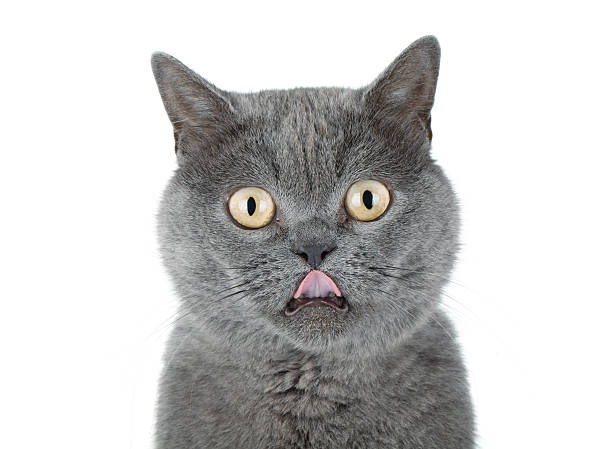 istock Closeup portrait of a grey cat 483835275