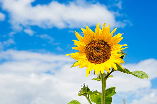 istock Beautiful sunflower against blue sky 483837004