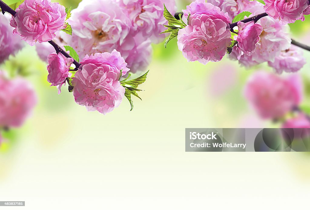 Abstract Pink Flower Design Abstract Stock Photo
