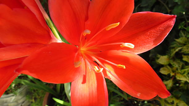 istock close-up red Amaryllis garden flower 483838094
