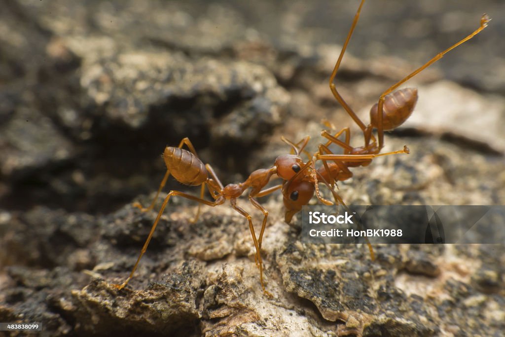 Formiga de concorrência - Royalty-free Animal Foto de stock