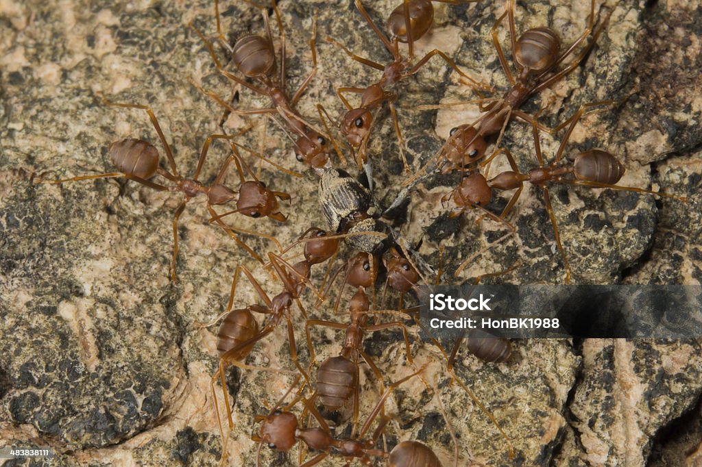 Ant 왜고너의 경쟁 - 로열티 프리 개미 집 스톡 사진