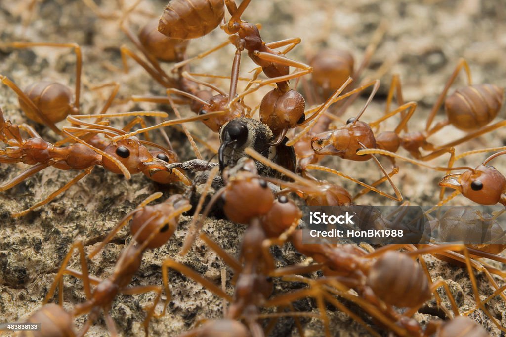 Ant 왜고너의 경쟁 - 로열티 프리 개미 집 스톡 사진