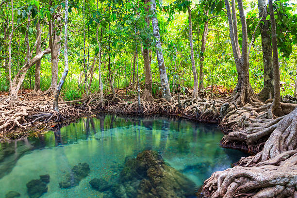 tha pompon, la mangrove à krabi, thaïlande - mart poom photos photos et images de collection