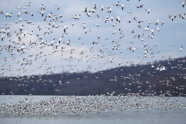 istock Thousands of Snow Geese 483838981