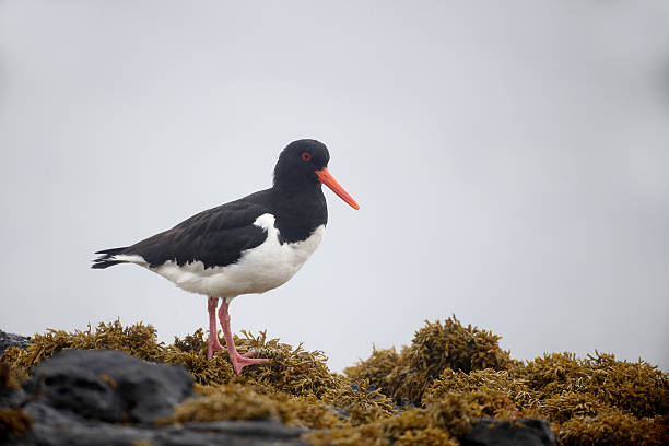istock Oystercatcher, Haematopus ostralegus 483839814