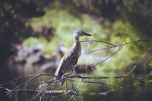 Heron Bird in Marshland stock photo