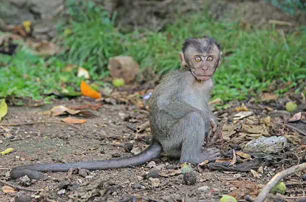 baby macaque nearly Batu caves, Kuala Lumpur