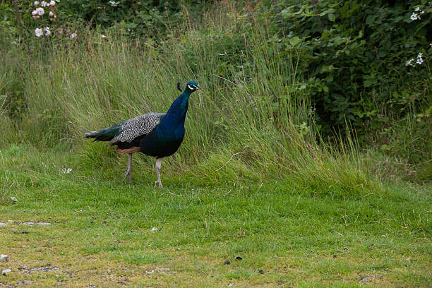 istock Peacock on Isle of Arran 483847892