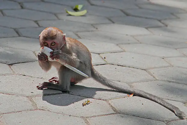 baby macaque is licking a spoon, Batu Caves, Kuala Lumpur