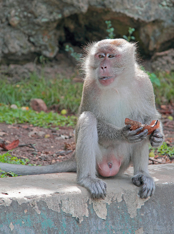 monkey with piece of coconut, Batu caves, Kuala Lumpur