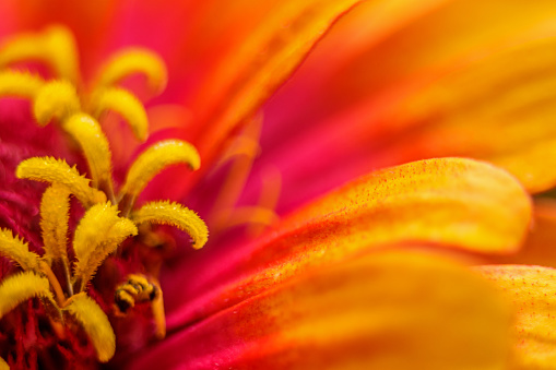 Close view of some flower petales, in a garden