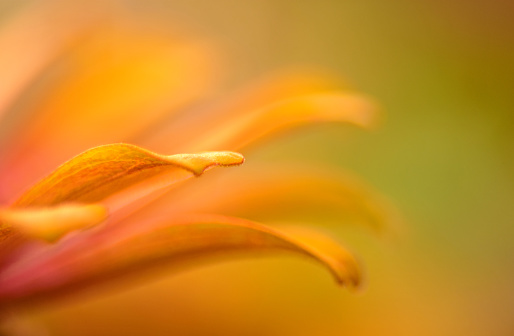 An orange Treasure Flower, close overhead view