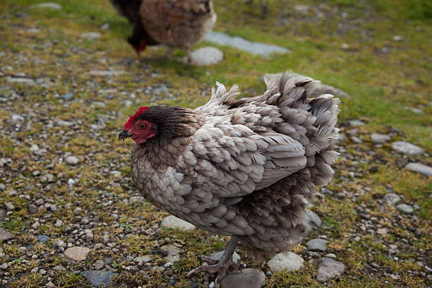 istock Chicken on Isle of Arran 483851540