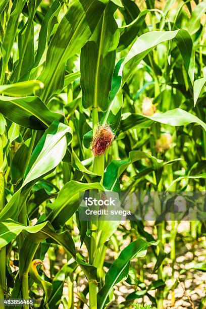 Corn Field In Early Summer Stock Photo - Download Image Now - Agricultural Field, Agriculture, Cereal Plant