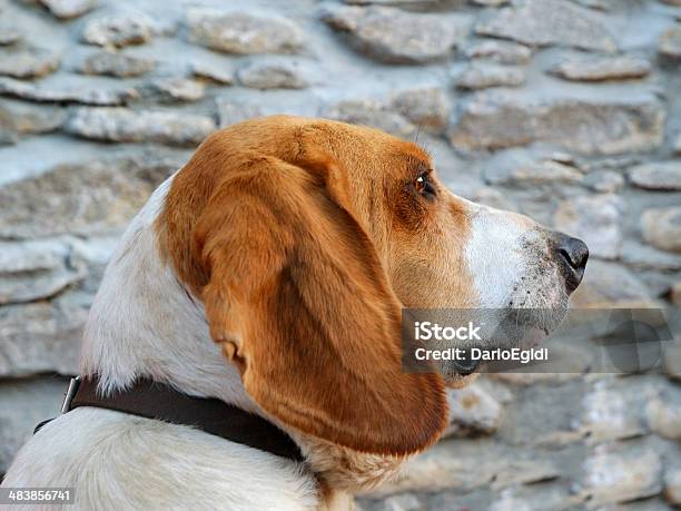 Cane Da Caccia - Fotografie stock e altre immagini di Animale da lavoro - Animale da lavoro, Animale domestico, Bocca di animale