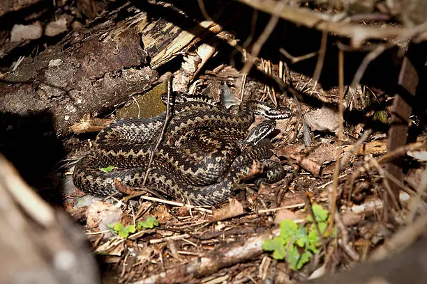 European adder nest with four snakes