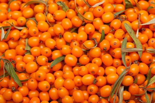 Seabuckthorn berries and twigs with leaves. Backgrounds.