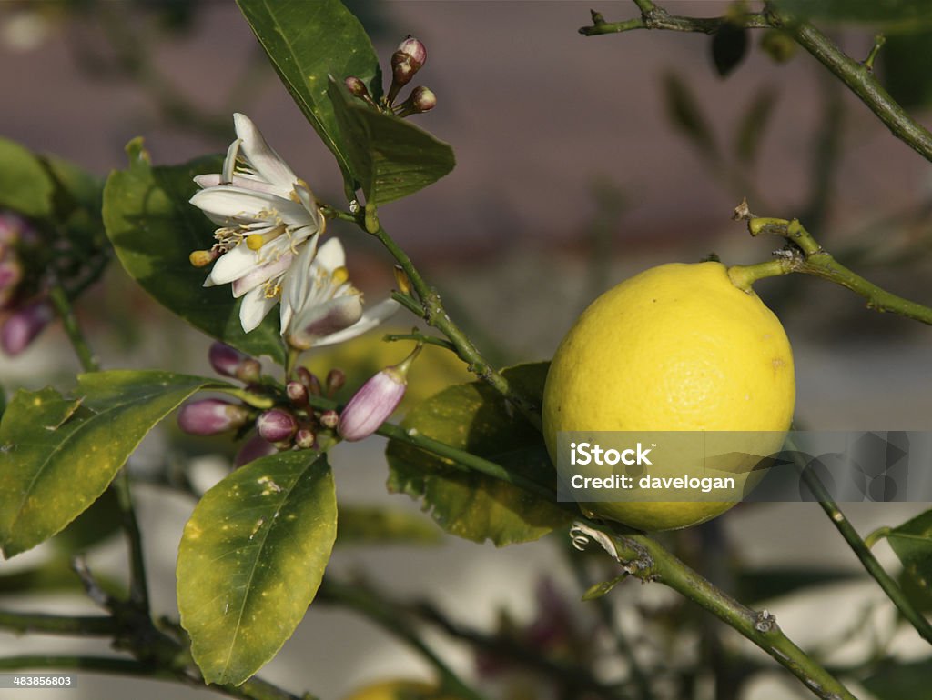 Fiori di limone e il - Foto stock royalty-free di Albero