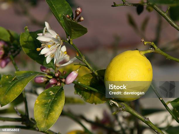 Fiori Di Limone E Il - Fotografie stock e altre immagini di Albero - Albero, Bocciolo, Close-up