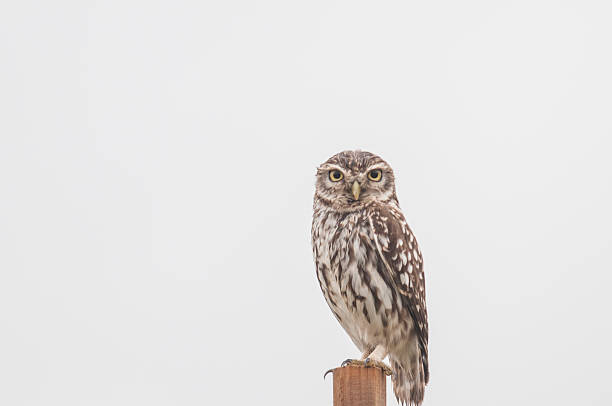 istock Little Owl series 05 483857153