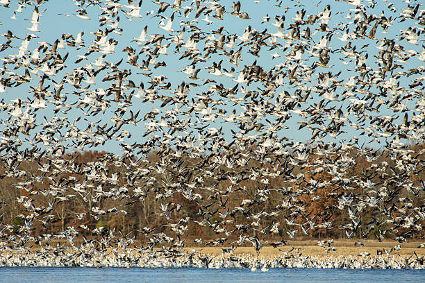 istock Huge flock of snow geese at lift-off 483857553