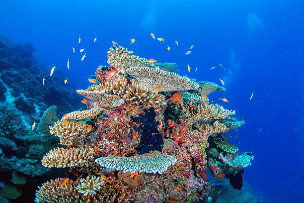 istock Maldives corals house for Fishes 483858172