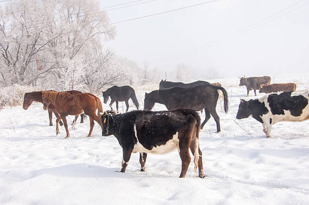 istock cow. kine. beefs. beef. bossy. neat 483858669