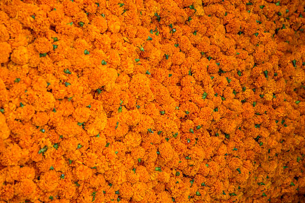 istock Yellow marigold flowerbed 483858908