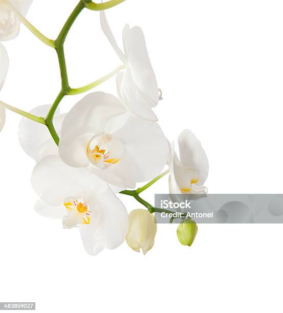 White Orchid Stock Photo - Download Image Now - Beauty, Beauty In Nature, Blossom