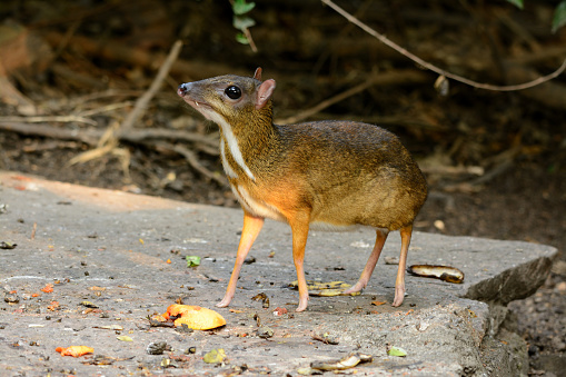 beautiful male Lesser Mouse-deer or Lesser Oriental Chevrotain (Tragulus javanicus) in Thai forest