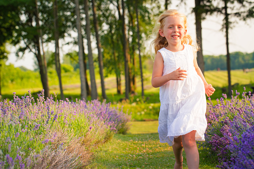 Little Caucasian girl in a white dress running towards the camera and smiling scarf in her hand in a lavender field in bloom at sunset