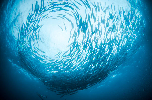 istock School of baracuda 483860777