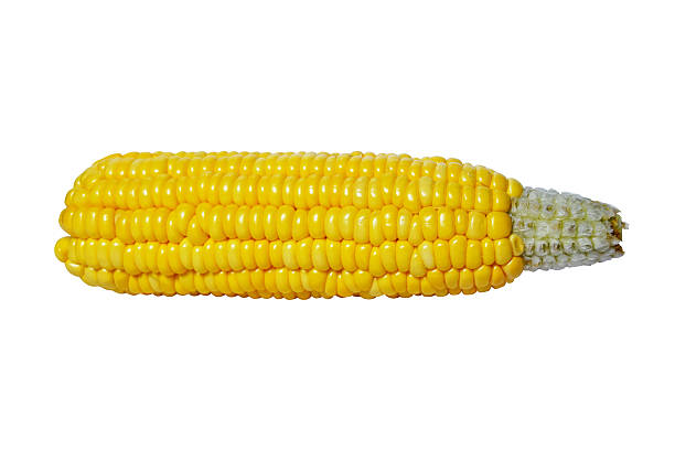 istock Ear of corn isolated on white background. 483861076
