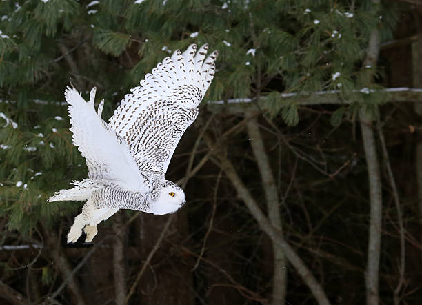 Flying Snowy Owl stock photo
