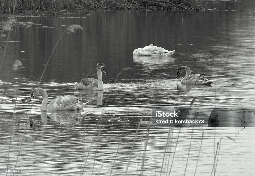 cuties swans on a lake in sweden in black & white by mikael lundgren Beauty In Nature Stock Photo