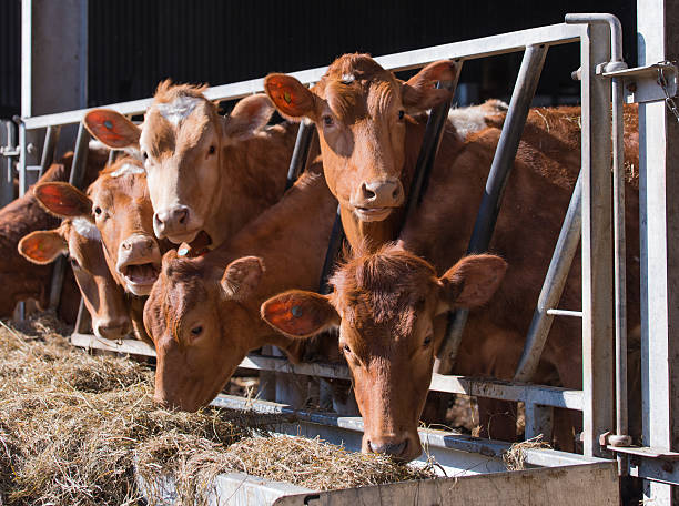 cowshed guersney 소 in - guernsey cattle 뉴스 사진 이미지