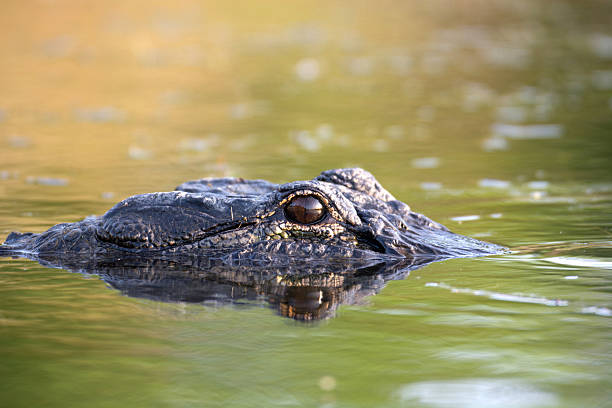 istock Large American alligator in The water 483864038