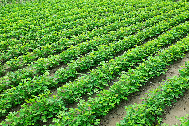 Green peanut field growth in farmland