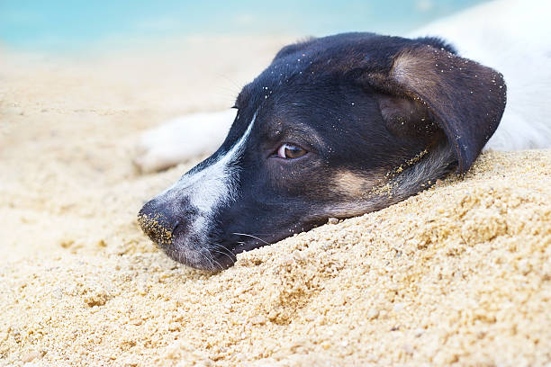 istock dog relax on the sand beach summer, soft focus 483868072