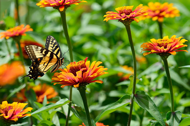istock Butterfly and Zinnia 483869262