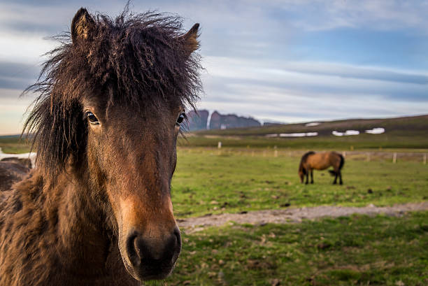 istock Icelandic horses near Husavik 483870734