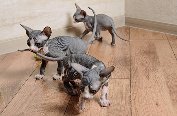 Close up Tree Little Gray Sphynx Kittens Standing on Wooden Floor at the Corner Inside the House