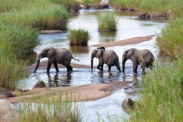 Photo of Three elephants crossing a river